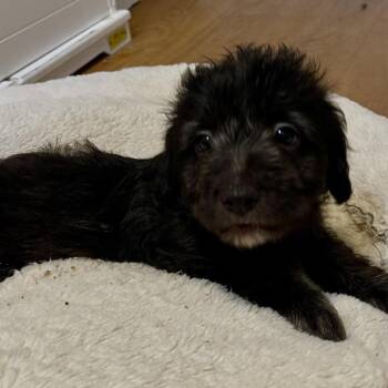 French Fry -  Mixed Breed Dog for Adoption in Wappingers Falls, New York - French Fry | PetCurious