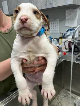 Hound and Pit Bull Terrier Dogs Available for Adoption - Crenshaw | PetCurious