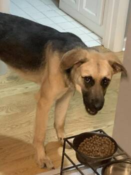 Mixed Breed Dogs Available for Adoption - Ginny | PetCurious