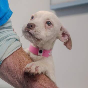 Terrier Dogs Available for Adoption - Ranger | PetCurious