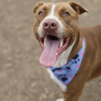 ROUX -  American Staffordshire Terrier Dog for Adoption in San Antonio, Texas - ROUX | PetCurious