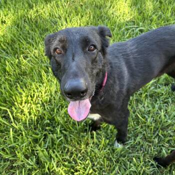 Bessie -  Dutch Shepherd Dog for Adoption in Houston, Texas - Bessie | PetCurious