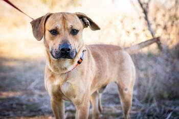 Rescue Black Mouth Cur and Labrador Retriever Dogs for Adoption in Fairfield, Connecticut - Martin | PetCurious