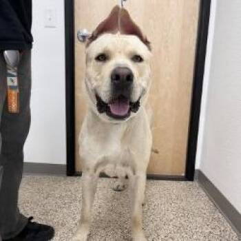 ZEKE -  Cane Corso and German Shepherd Dog Dog for Adoption in Bullhead City, Arizona - ZEKE | PetCurious