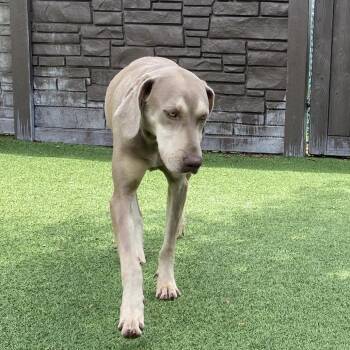 Weimaraner Dogs Available for Adoption in Loxahatchee Groves, Florida - Oakley 5897 | PetCurious