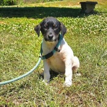 Spaniel and Labrador Retriever Dogs Available for Adoption in Lambertville, New Jersey - Potato | PetCurious