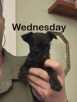 Addams Family : Wednesday -  Yorkshire Terrier and Mixed Breed Dog for Adoption in Aurora, Indiana - Addams Family : Wednesday | PetCurious