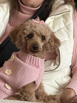 Miniature Poodle Dogs Available for Adoption - Foxie | PetCurious