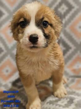Great Pyrenees Dogs Available for Adoption - Hopscotch | PetCurious