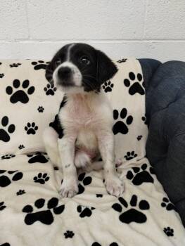 Beagle Dogs Available for Adoption in York, South Carolina - Kaleb | PetCurious