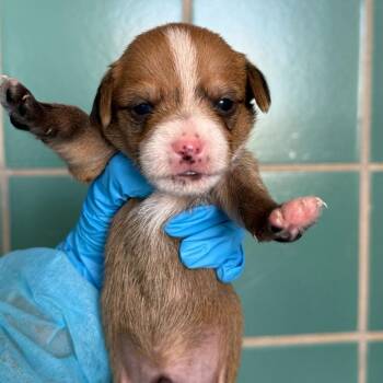 Terrier Dogs Available for Adoption - Logan | PetCurious