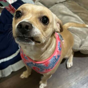 Mixed Breed Dogs Available for Adoption in Dekalb, Illinois - Pawmi | PetCurious