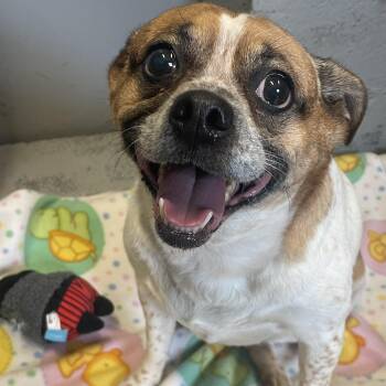 Baby -  Jack Russell Terrier and Pug Dog for Adoption in Edinburg, Virginia - Baby | PetCurious