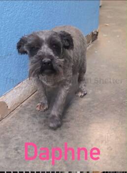 Schnauzer Dogs Available for Adoption in Grafton, Wisconsin - Daphne | PetCurious