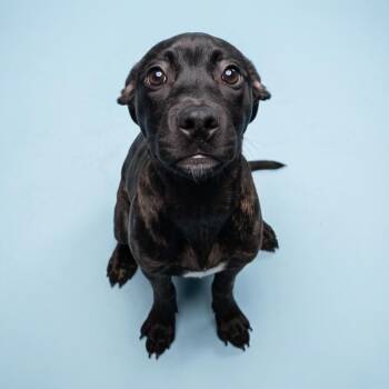 Moon Pie -  Mixed Breed Dog for Adoption in Bangall, New York - Moon Pie | PetCurious