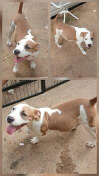 Chandler -  French Bulldog Dog for Adoption in Lonsdale, Arkansas - Chandler | PetCurious