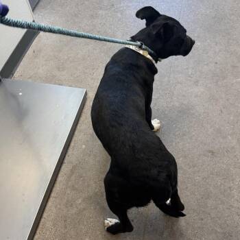 Ken -  Mixed Breed Dog for Adoption in Las Cruces, New Mexico - Ken | PetCurious