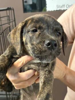 Squirrel -  American Bulldog and Black Mouth Cur Dog for Adoption in Nacogdoches, Texas - Squirrel | PetCurious