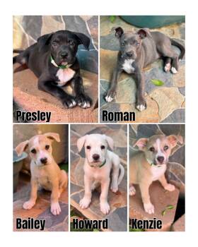 Penny"s Litter -  Pit Bull Terrier and Labrador Retriever Dog for Adoption in Glendale, Arizona - Penny"s Litter | PetCurious