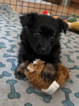 Mochi -  Shih Tzu and Chihuahua Dog for Adoption in Seattle, Washington - Mochi | PetCurious