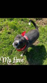 Rescue Pit Bull Terrier Dogs for Adoption in Denison, Texas - Ms Love | PetCurious