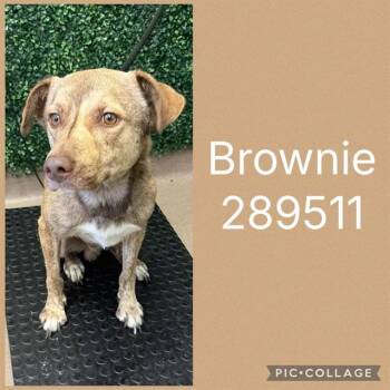 BROWNIE -  Mixed Breed Dog for Adoption in Macon, Georgia - BROWNIE | PetCurious