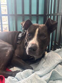 Rescue Terrier Dogs for Adoption in Fort Lauderdale, Florida - Anchovy | PetCurious