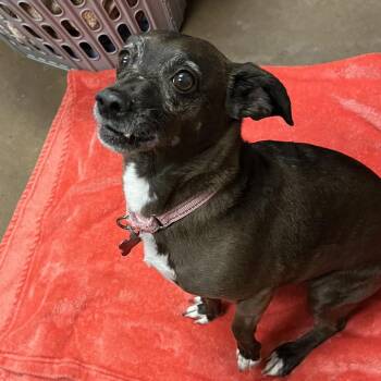 Nike 53629 -  Chihuahua Dog for Adoption in Las Vegas, Nevada - Nike 53629 | PetCurious