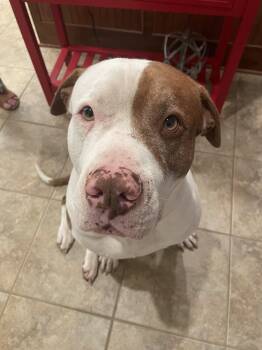 Rescue Pit Bull Terrier Dogs for Adoption - Teddy | PetCurious