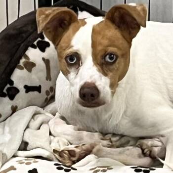 Buddy -  Terrier Dog for Adoption in Eustis, Florida - Buddy | PetCurious