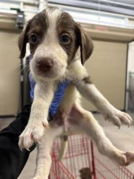 Labrador Retriever and Mixed Breed Dogs Available for Adoption - A650698 | PetCurious