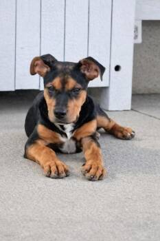 Gunner -  Rottweiler and Mixed Breed Dog for Adoption in Beatrice, Nebraska - Gunner | PetCurious