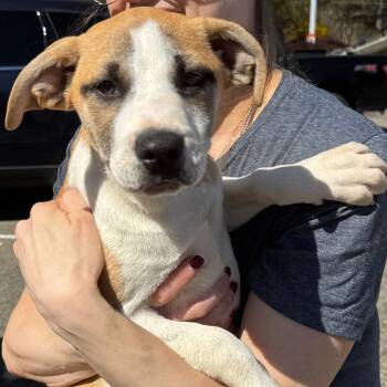 Treeing Walker Coonhound and Mixed Breed Dogs Available for Adoption in Stormville, New York - NY Linden Avail Apr 25 (Tractor Supply Patterson) | PetCurious