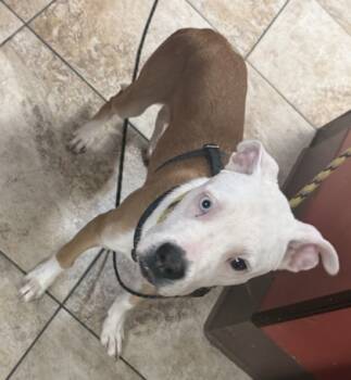 Rescue Mixed Breed Dogs for Adoption in Cincinnati, Ohio - Elias | PetCurious