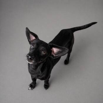 Dachshund Dogs Available for Adoption in Hardeeville, South Carolina - Timber Wolf | PetCurious