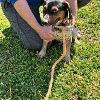 Beagle Dogs Available for Adoption in Cambridge, Ohio - SPORT 095-26 | PetCurious