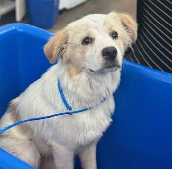PEARL -  Mixed Breed Dog for Adoption in Dallas, Texas - PEARL | PetCurious