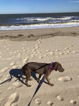 Rescue Mixed Breed Dogs for Adoption in West Chester, Pennsylvania - Dora | PetCurious