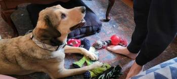 Rescue Coonhound and Shepherd Dogs for Adoption in South Kingstown, Rhode Island - Kross | PetCurious