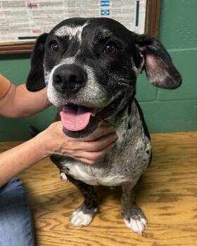 Rescue Mixed Breed Dogs for Adoption in Seneca, Pennsylvania - Oreo | PetCurious