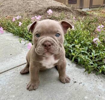 Ivy -  American Bulldog and French Bulldog Dog for Adoption in Orange, California - Ivy | PetCurious
