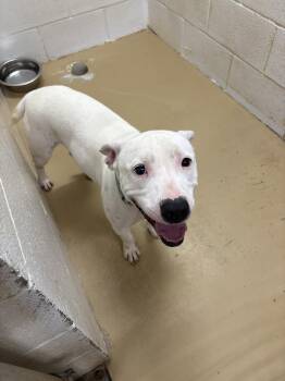 Pearl -  American Staffordshire Terrier and Terrier Dog Available for Adoption in Clyde, Texas - Pearl | PetCurious