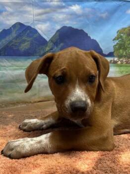 Tinky -  Cattle Dog and Mixed Breed Dog for Adoption in San Antonio, Texas - Tinky | PetCurious