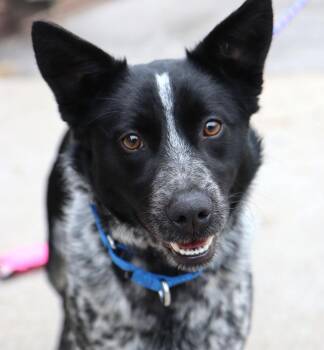 Border Collie Dogs Available for Adoption - Mojito (AO35868) | PetCurious