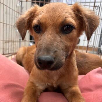 Shepherd Dogs Available for Adoption in Edinburg, Texas - Lola | PetCurious