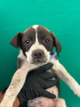 A255579 -  Border Collie and Pit Bull Terrier Dog for Adoption in Visalia, California - A255579 | PetCurious