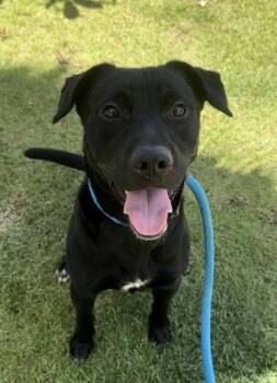 Labrador Retriever and Mixed Breed Dogs Available for Adoption in Honolulu, Hawaii - Briar | PetCurious