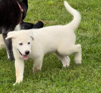 Loki -  Great Pyrenees Dog for Adoption in Liberty Center, Ohio - Loki | PetCurious