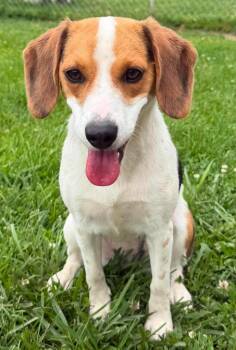 Bella -  Beagle Dog for Adoption in Lagrange, Indiana - Bella | PetCurious