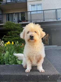 Angie -  Bichon Frise Dog for Adoption in Richmond, British Columbia - Angie | PetCurious